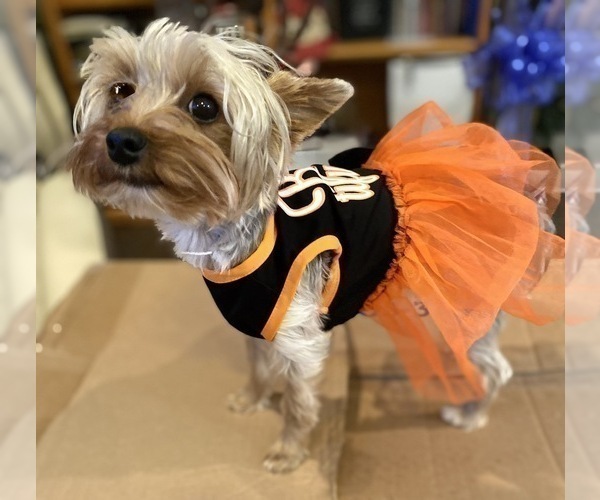 Medium Photo #1 Yorkshire Terrier Puppy For Sale in CANBY, OR, USA