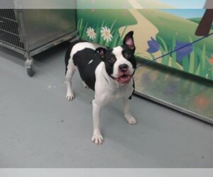 American Bulldog Dogs for adoption in Waco, TX, USA