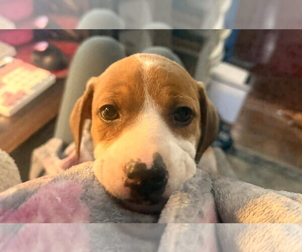 Medium Photo #2 Bogle Puppy For Sale in Mechanicsburg, PA, USA