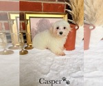 Small #9 Maltipoo