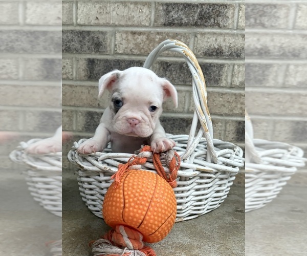Medium Photo #1 French Bulldog Puppy For Sale in MIDDLEBURY, IN, USA