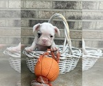 Small French Bulldog