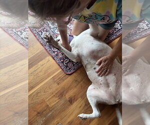 Holly - Female American Staffordshire Terrier-Unknown Mix Dog for Adoption - Photo #7