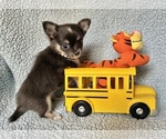 Small #2 Chihuahua