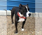 Small #8 American Staffordshire Terrier Mix