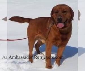 Father of the Labrador Retriever puppies born on 01/28/2022