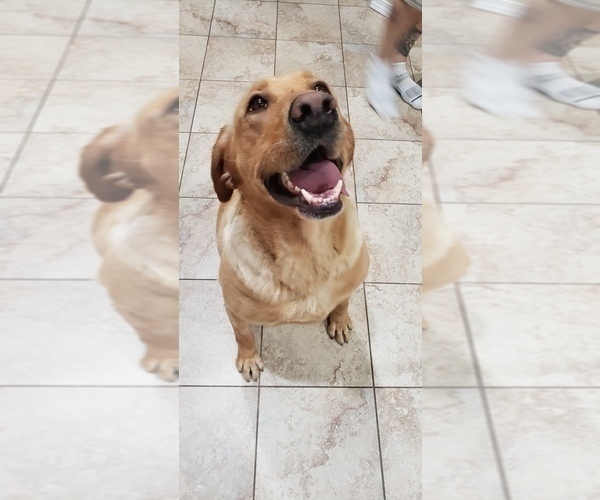 Medium Photo #8 Labrador Retriever Puppy For Sale in OLYMPIA, WA, USA