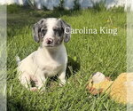 Small Photo #4 Australian Shepherd-Unknown Mix Puppy For Sale in pomfret, CT, USA