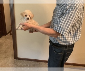 Poodle (Toy) Puppy for sale in SAINT CLOUD, MN, USA