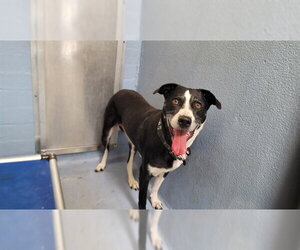 Collie Dogs for adoption in Downey, CA, USA
