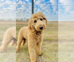 Small #1 Labradoodle