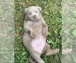 Small #5 Labrador Retriever