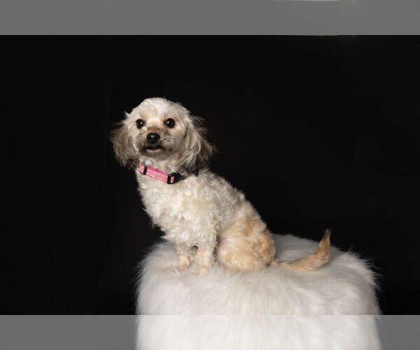Medium Photo #6 Shih Tzu-Unknown Mix Puppy For Sale in St. Louis Park, MN, USA