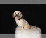 Small #5 Shih Tzu Mix