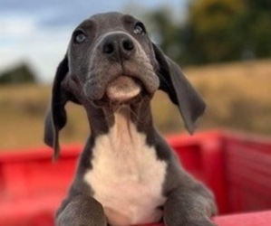 Great Dane Puppy for sale in BROOKVILLE, IN, USA