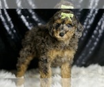 Small #3 Poodle (Miniature)