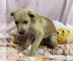 Small Labrador Retriever-Staffordshire Bull Terrier Mix