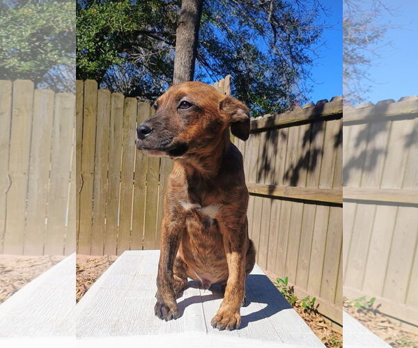 Medium Photo #6 Labrador Retriever-Unknown Mix Puppy For Sale in The Woodlands, TX, USA
