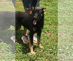 Small #2 German Shepherd Dog Mix