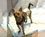 Small #2 Chihuahua Mix