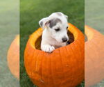 Small #1 Siberian Husky Mix