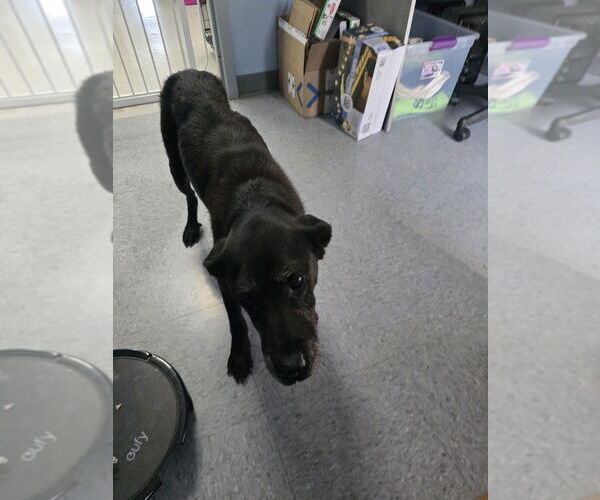 Medium Photo #2 Labrador Retriever-Unknown Mix Puppy For Sale in Evansville, IN, USA