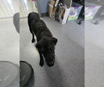 Small #1 Labrador Retriever Mix