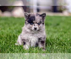 Pomsky Litter for sale in GOSHEN, IN, USA