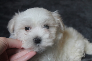 Maltese Puppy for sale in OLLA, LA, USA