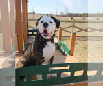 Small #2 American Bulldog