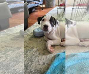 American Staffordshire Terrier-Unknown Mix Dogs for adoption in Parker Ford, PA, USA