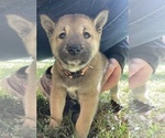 Small Photo #2 Shiba Inu Puppy For Sale in NEW ATHENS, IL, USA