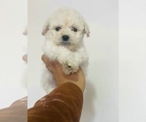 Maltipoo Puppy for sale in COOLIDGE, AZ, USA