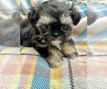 Small Photo #7 ShihPoo Puppy For Sale in SILEX, MO, USA