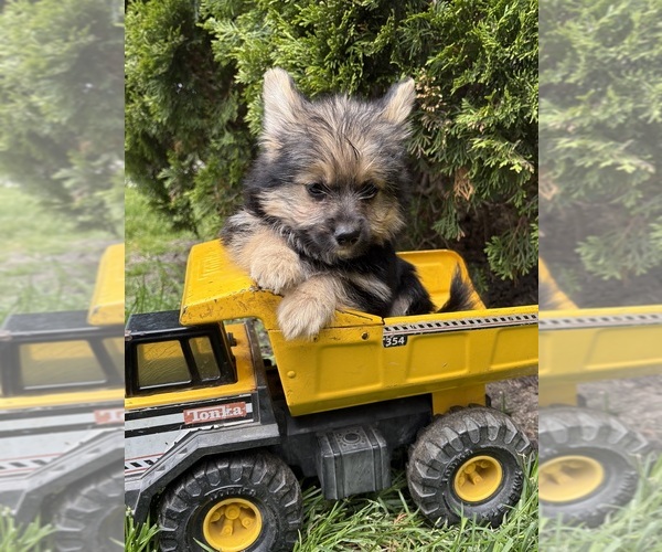 Medium Photo #5 Yoranian Puppy For Sale in MIDDLEBURY, IN, USA