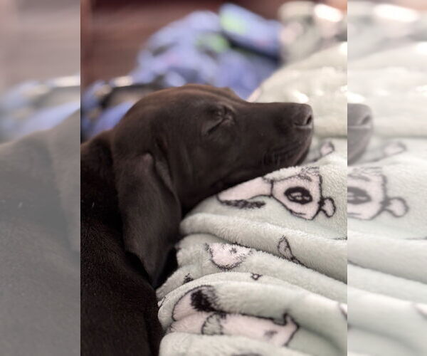 Medium Photo #9 Labrador Retriever-Unknown Mix Puppy For Sale in Brewster, NY, USA