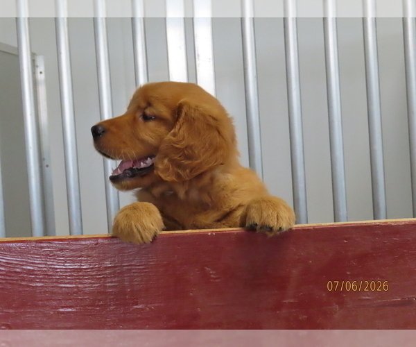 Medium Photo #5 Golden Retriever Puppy For Sale in THORP, WI, USA
