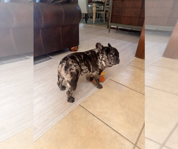 Medium Photo #3 French Bulldog Puppy For Sale in OKLAHOMA CITY, OK, USA
