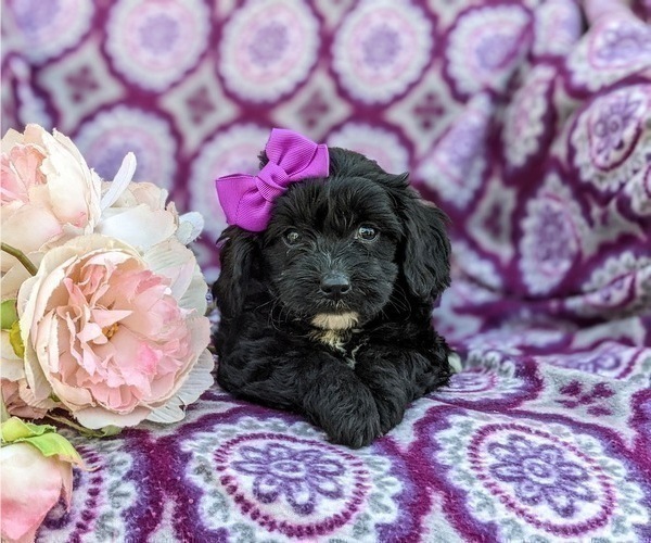 Medium Photo #6 -Poodle (Miniature) Mix Puppy For Sale in LANCASTER, PA, USA
