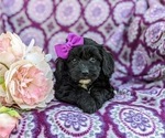 Small Photo #6 -Poodle (Miniature) Mix Puppy For Sale in LANCASTER, PA, USA