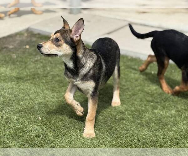 Medium Photo #5 Mutt Puppy For Sale in La Verne, CA, USA