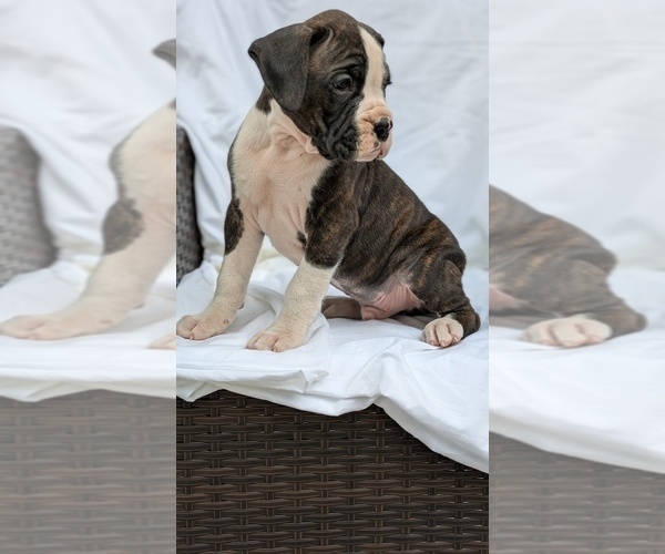 Medium Photo #8 Boxer Puppy For Sale in GOSHEN, IN, USA
