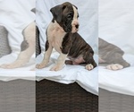 Small #7 Boxer
