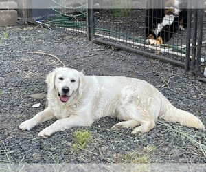 Mother of the Golden Mountain Dog puppies born on 09/16/2025