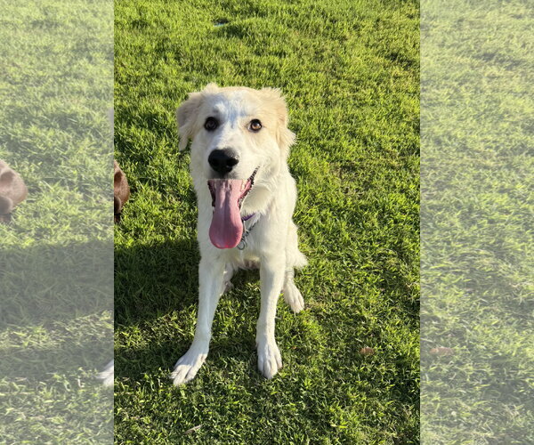 Medium Photo #6 Great Pyrenees-Unknown Mix Puppy For Sale in Dallas, TX, USA