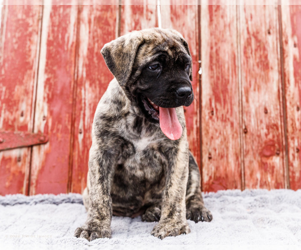 Medium Photo #5 Mastiff Puppy For Sale in WAKARUSA, IN, USA