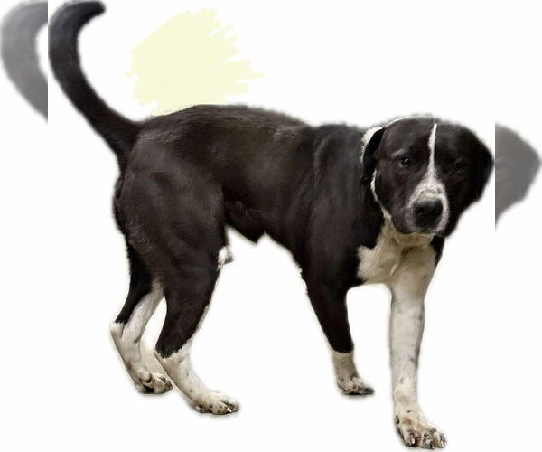 Medium Photo #2 American Staffordshire Terrier-Labrador Retriever Mix Puppy For Sale in MIDWAY, UT, USA