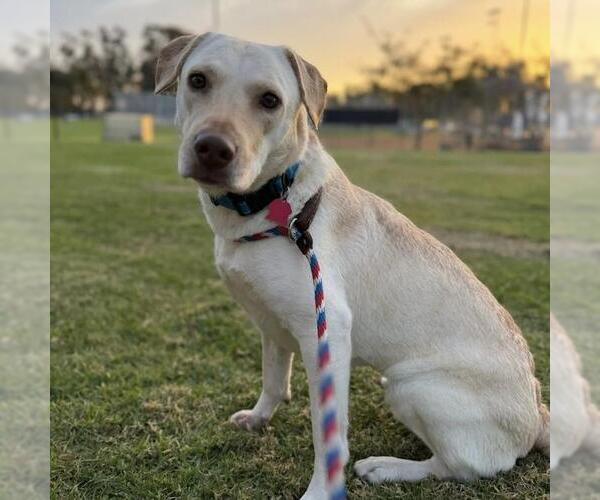 Medium Photo #1 Labrador Retriever-Unknown Mix Puppy For Sale in San Diego, CA, USA