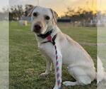 Small Labrador Retriever Mix