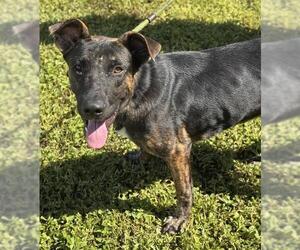 Mutt Dogs for adoption in Fort Lauderdale, FL, USA